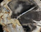 Petrified Wood Slab - Sweethome, Oregon #28242-2